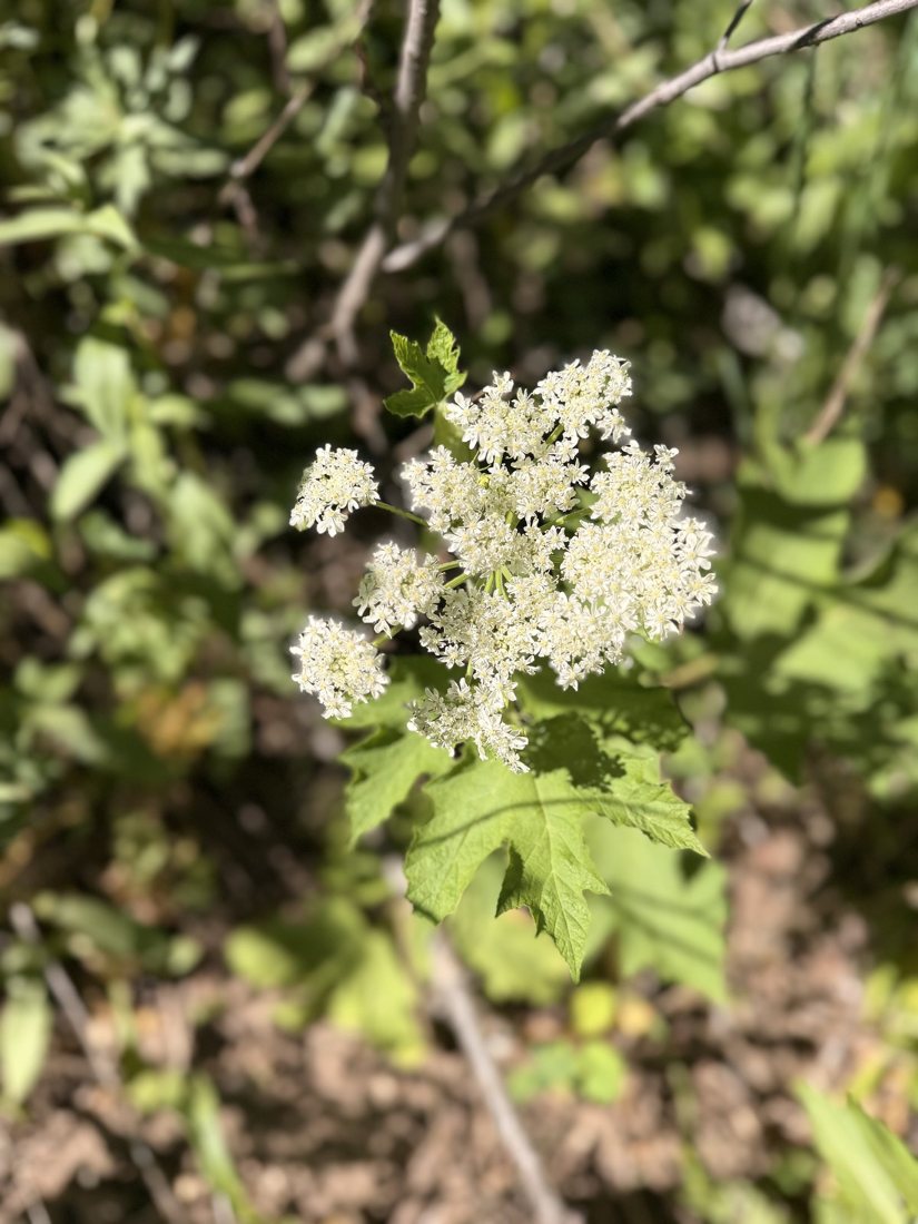 A white umbel wildflower blooming along a summer trail near Steamboat Springs