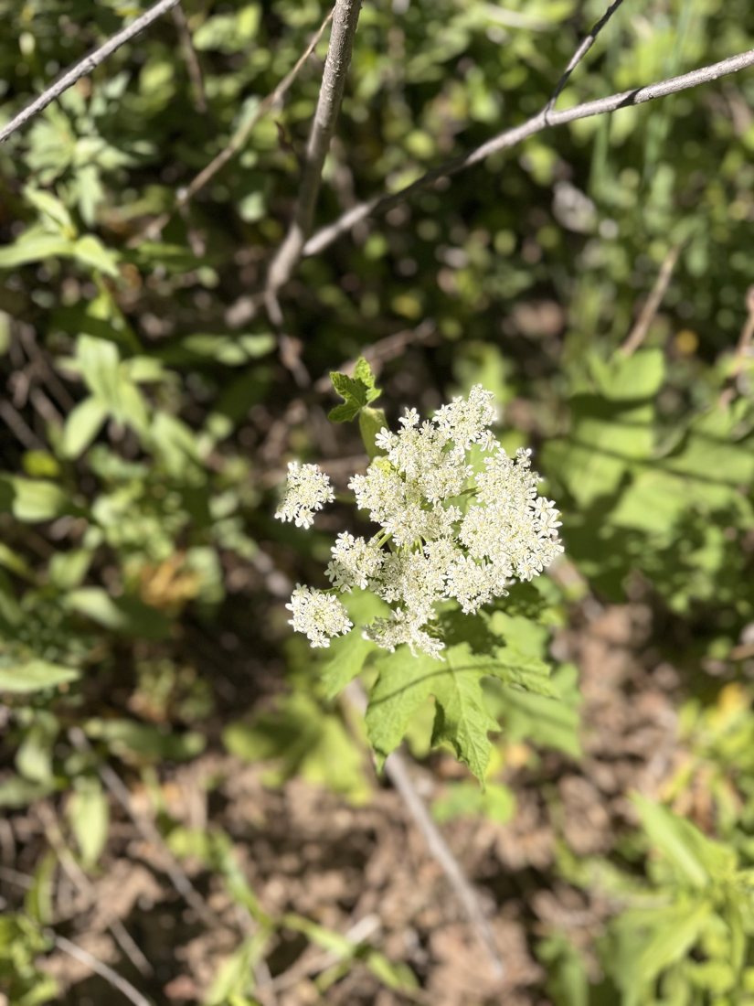 Wildflowers blooming in the Yampa Valley in summer
