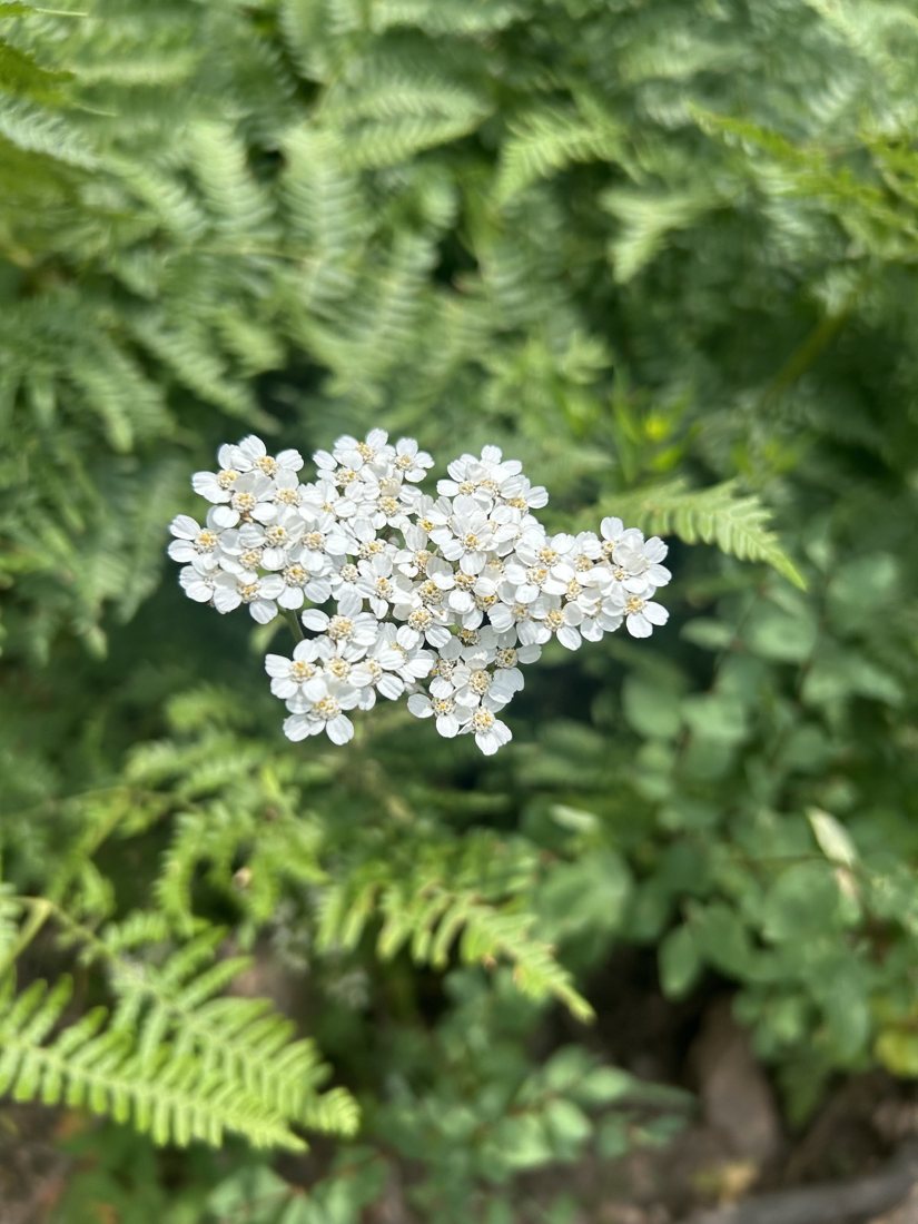 White yarrow wildflowers among green ferns on a Steamboat Springs trail in summer