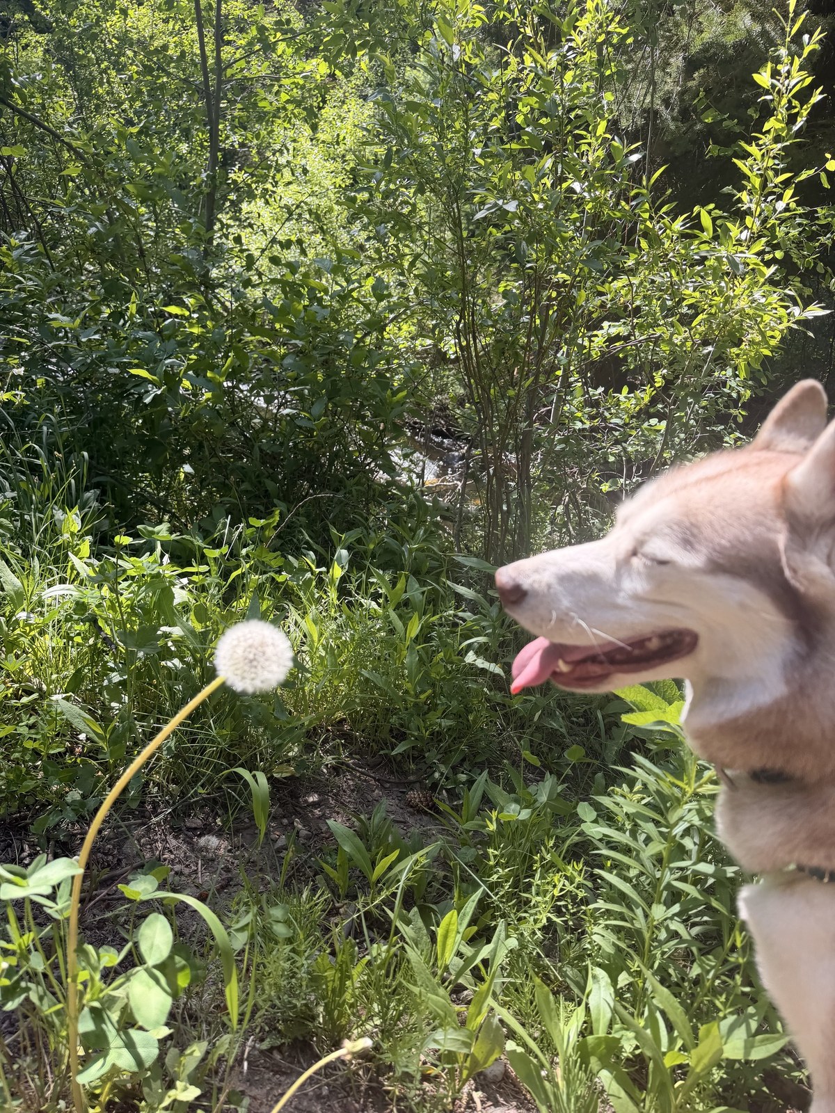 A husky on the Spring Creek Trail beside a wild dandelion, Steamboat Springs
